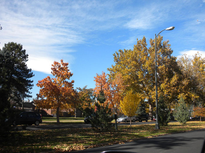 A photo showing colored fall trees
