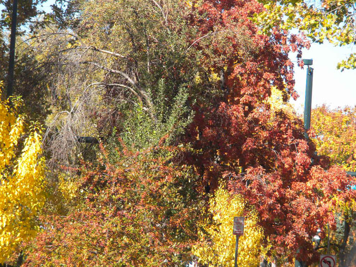 A close up of a colored fall trees