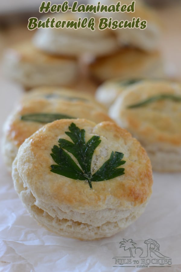 HerbLaminated Biscuits; homemade Flaky Buttermilk Biscuits Amira's