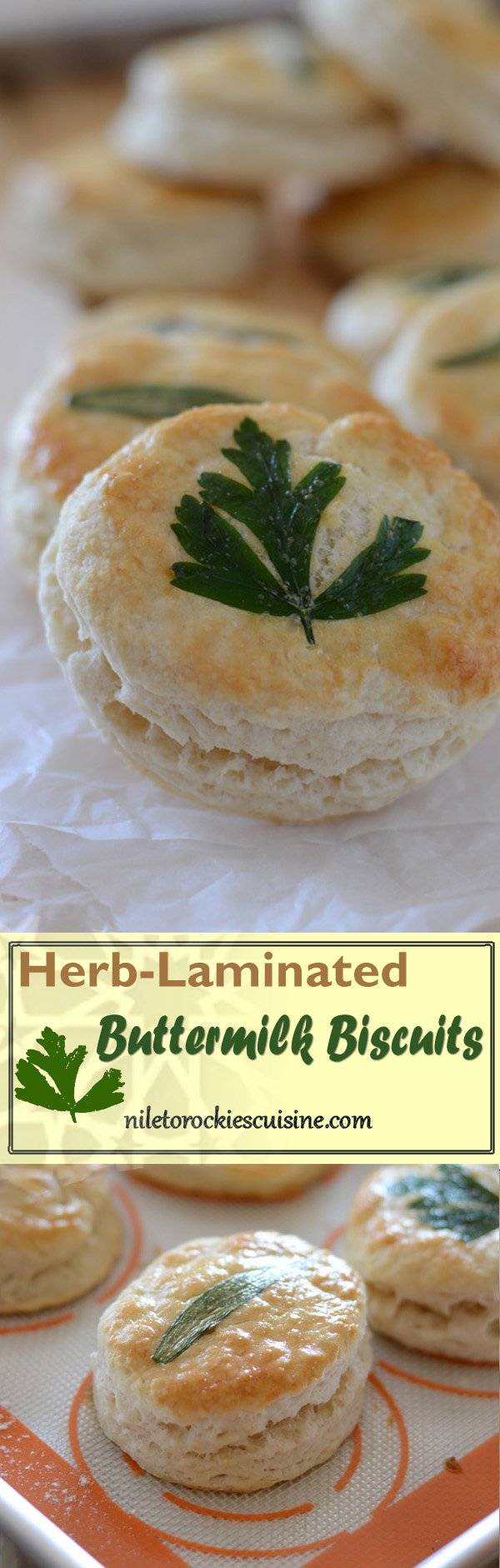 HerbLaminated Biscuits; homemade Flaky Buttermilk Biscuits Amira's