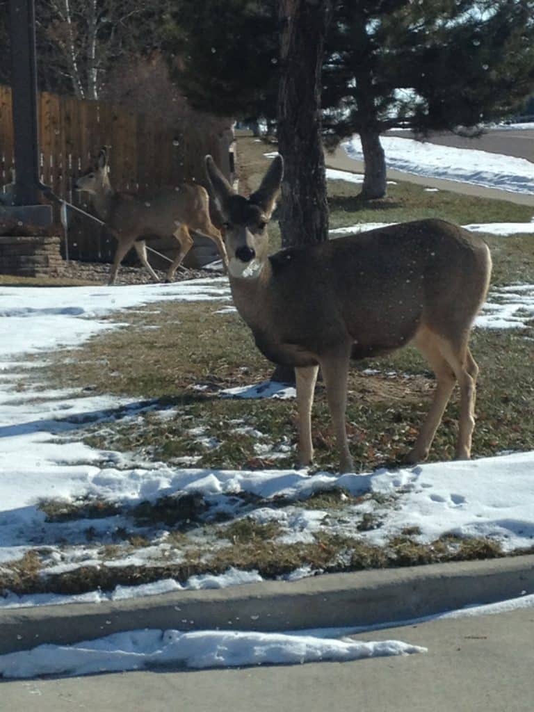 A photo showing a deer standing in the snow