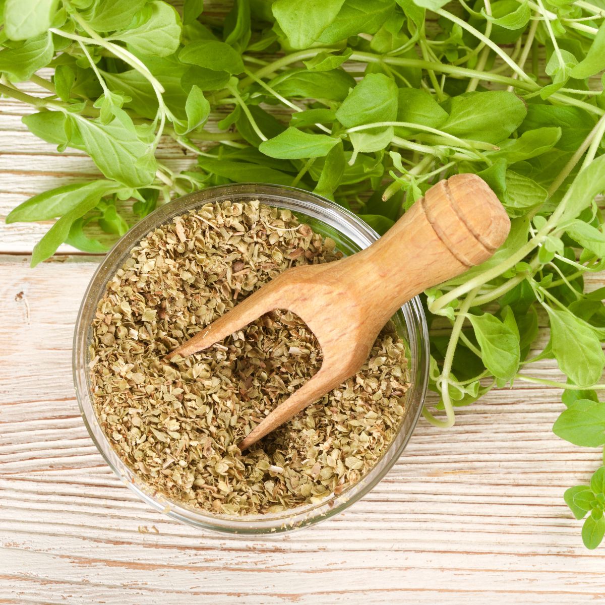 Oregano Substitutes (Best Dried Oregano Alternatives) Amira's Pantry