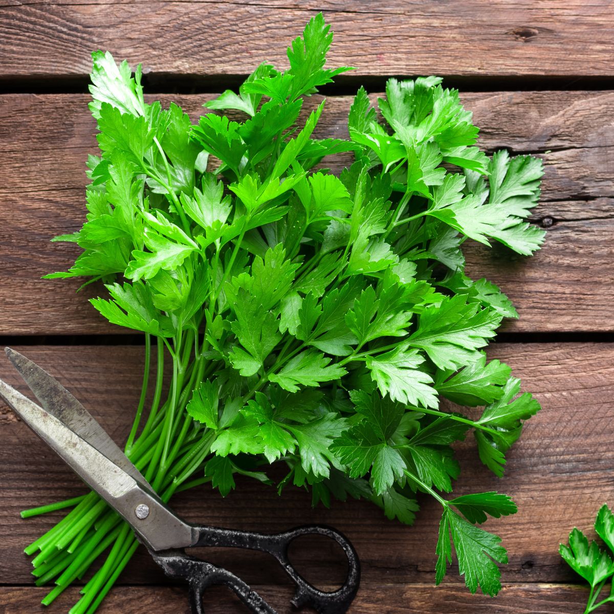 How To Store Parsley Amira s Pantry