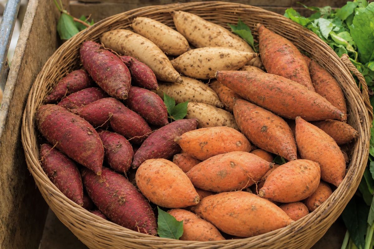 A rustic basket with several sweet potatoes.